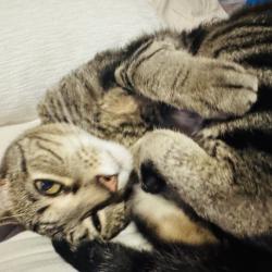 Lost Male Cat last seen Honeysuckle Lane, Joliet, IL 60431