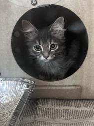 Shelter Stray Male Cat last seen E 10 HWY X S WATERMAN AVE, 333 Chandler Pl, San Bernardino, CA 92408, USA