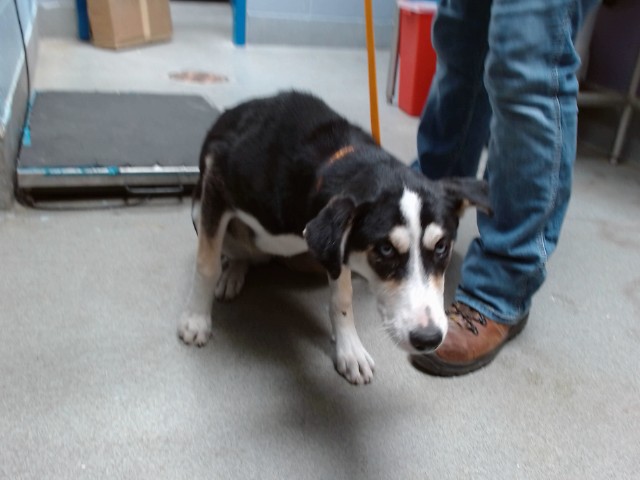 Shelter Stray Female Dog last seen AVENIDA BERNALILLO, 11800 Sunset Gardens Rd SW, Albuquerque, NM 87121, USA