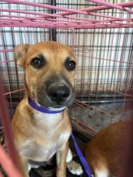 Shelter Stray Female Dog last seen S PALO VERDE RD AND W BASELINE RD, 2500 S 27th Ave, Phoenix, AZ 85009, USA