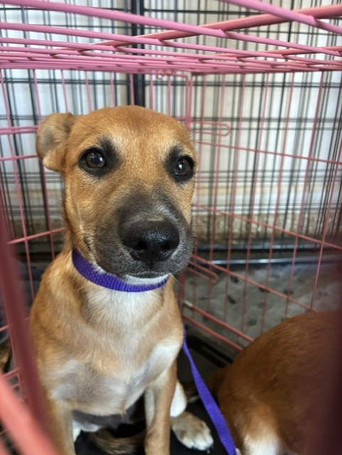 Shelter Stray Female Dog last seen S PALO VERDE RD AND W BASELINE RD, 2500 S 27th Ave, Phoenix, AZ 85009, USA