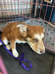 Shelter Stray Female Dog last seen S PALO VERDE RD AND W BASELINE RD, 2500 S 27th Ave, Phoenix, AZ 85009, USA