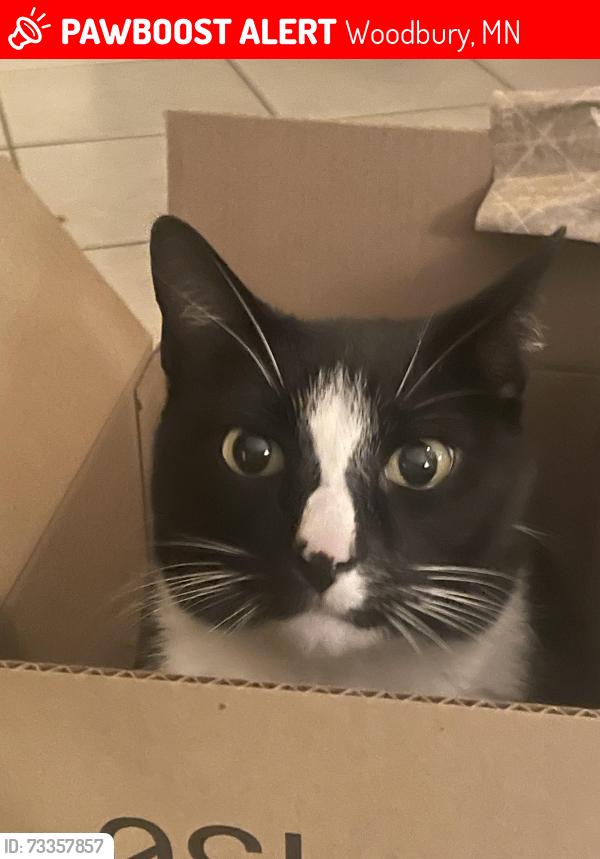 Lost Unknown Cat last seen Valley and Woodbury Drive, Woodbury, MN 55125