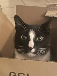 Lost Unknown Cat last seen Valley and Woodbury Drive, Woodbury, MN 55125