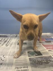 Shelter Stray Male Dog last seen Near BLOCK N VALENCIA AVE, 333 Chandler Pl, San Bernardino, CA 92408, USA