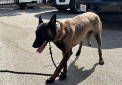 Shelter Stray Female Dog last seen Near BLOCK KANSAS, 1640 9th St, Santa Monica, CA 90404, USA