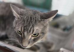 Shelter Stray Male Cat last seen , 3201 Lacy St, Los Angeles, CA 90031, USA