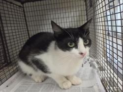 Shelter Stray Female Cat last seen , 14409 Vanowen St, Van Nuys, CA 91405, USA