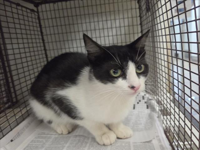 Shelter Stray Female Cat last seen , 14409 Vanowen St, Van Nuys, CA 91405, USA