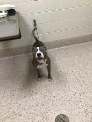 Shelter Stray Male Dog last seen Near BLOCK WCR2, 12155 Park Blvd, Brighton, CO 80601, USA