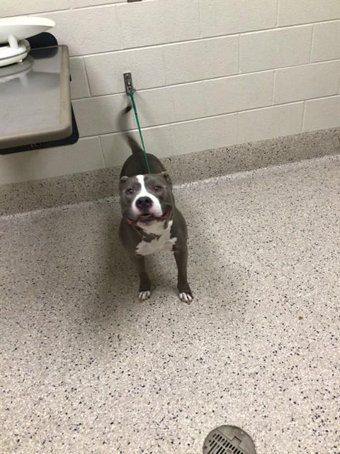 Shelter Stray Male Dog last seen Near BLOCK WCR2, 12155 Park Blvd, Brighton, CO 80601, USA