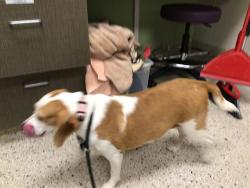 Shelter Stray Female Dog last seen 106TH TURNBERRY, 12155 Park Blvd, Brighton, CO 80601, USA