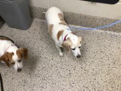 Shelter Stray Female Dog last seen 106TH TURNBERRY, 12155 Park Blvd, Brighton, CO 80601, USA
