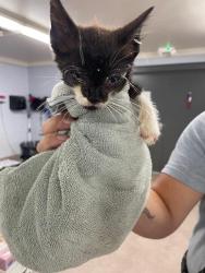 Shelter Stray Male Cat last seen SUNSET BLVD, 1601 Airport Rd, Shelby, NC 28150, USA