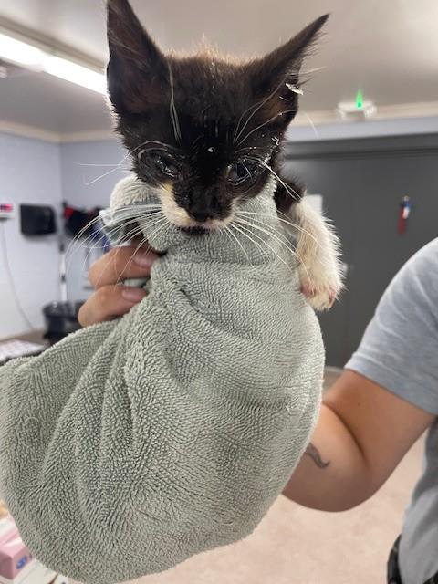 Shelter Stray Male Cat last seen SUNSET BLVD, 1601 Airport Rd, Shelby, NC 28150, USA