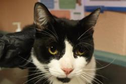 Shelter Stray Male Cat last seen Near BLOCK COLUMBIA COLLEGE ST, 127 Humane Ln, Columbia, SC 29201, USA