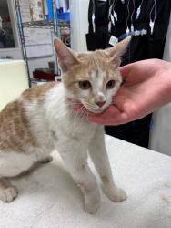 Shelter Stray Male Cat last seen PARK ON CORONA RANCH, 8920 Lomas Blvd NE, Albuquerque, NM 87112, USA