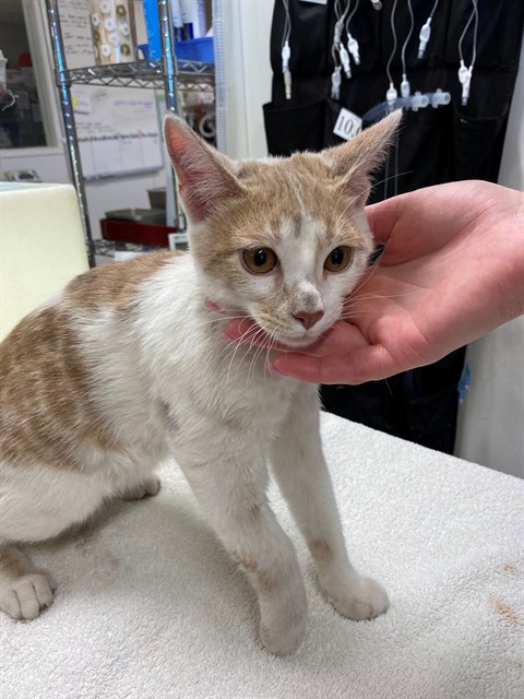 Shelter Stray Male Cat last seen PARK ON CORONA RANCH, 8920 Lomas Blvd NE, Albuquerque, NM 87112, USA