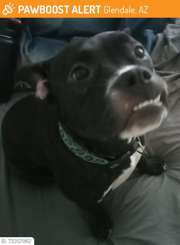 Found/Stray Female Dog last seen 81st Ave and Tuckey, Glendale, AZ 85303