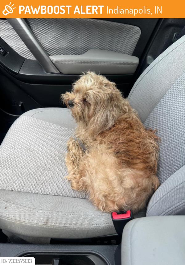 Found/Stray Male Dog last seen Garfield Park, Indianapolis, IN 46225