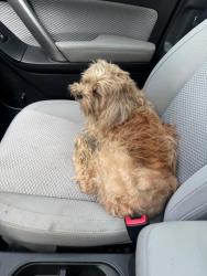 Found/Stray Male Dog last seen Garfield Park, Indianapolis, IN 46225