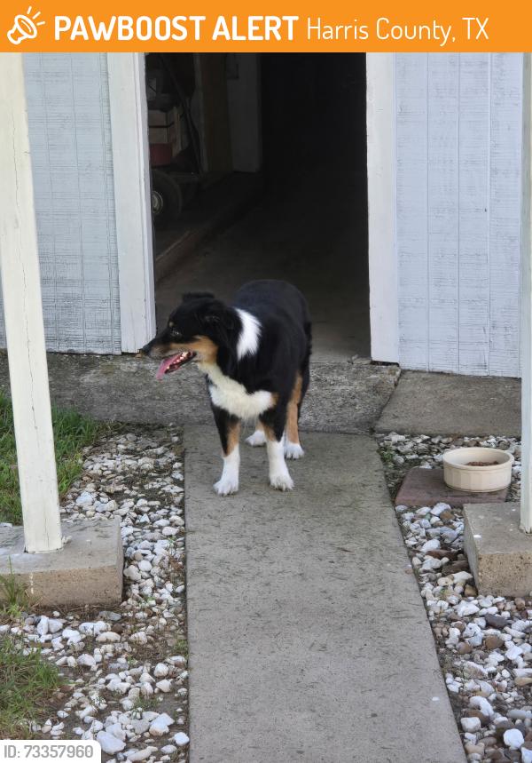 Found/Stray Female Dog last seen Crosby eastgate dr, Harris County, TX 77532