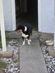 Found/Stray Female Dog last seen Crosby eastgate dr, Harris County, TX 77532