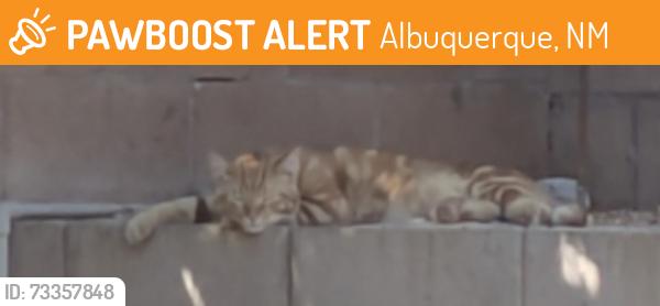 Found/Stray Unknown Cat last seen Cricket Place SW Cul De Sac Backyards, Albuquerque, NM 87121