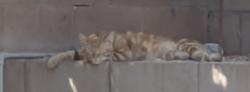 Found/Stray Unknown Cat last seen Cricket Place SW Cul De Sac Backyards, Albuquerque, NM 87121