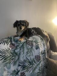 Reunited Female Dog last seen Ashley street, Kingsport, TN 37664
