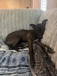 Reunited Female Dog last seen Near Landon Ln, Allen, TX 75013, USA, Allen, TX 75013