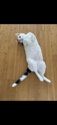 Lost Male Cat last seen Gordos, Tallahassee, FL 32304