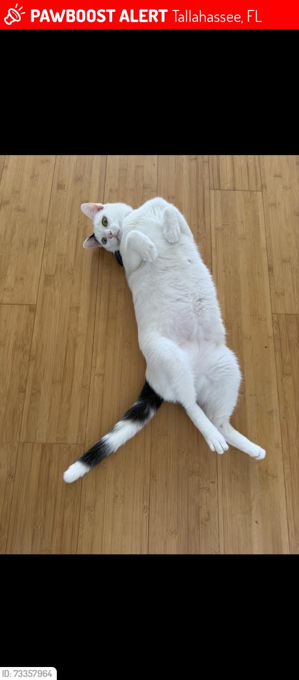 Lost Male Cat last seen Gordos, Tallahassee, FL 32304