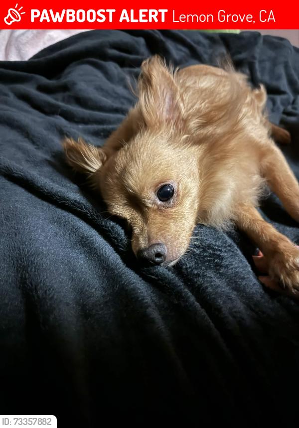 Lost Male Dog last seen Massachusetts and San Miguel., Lemon Grove, CA 91945