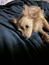 Lost Male Dog last seen Massachusetts and San Miguel., Lemon Grove, CA 91945