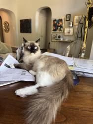 Reunited Female Cat last seen Canyonlands Dr and Golden Gate Dr, Plano, TX 75025