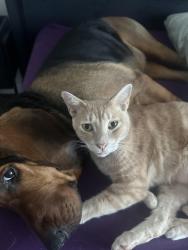 Lost Male Cat last seen South Sebring, Sebring, FL 33876