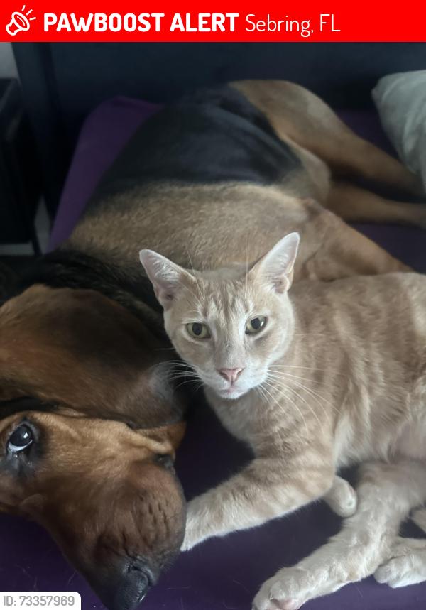 Lost Male Cat last seen South Sebring, Sebring, FL 33876
