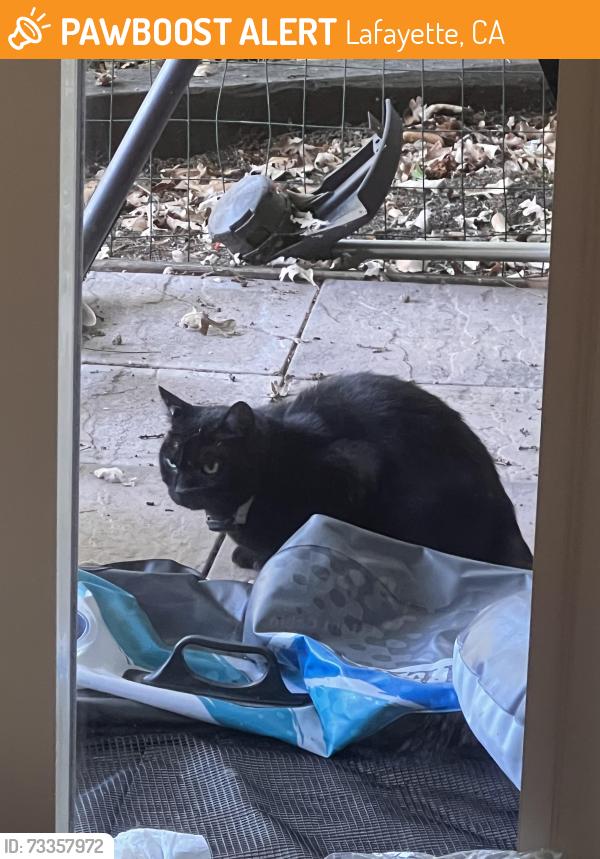 Found/Stray Female Cat last seen Risa Rd and Mt Diablo Blvd, Lafayette, Lafayette, CA 94549
