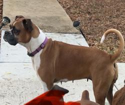 Reunited Female Dog last seen Valley hi, San Antonio, TX 78227