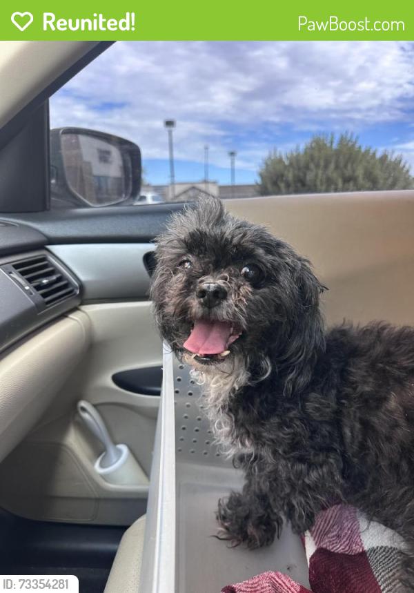 Reunited Female Dog last seen Gilbert rd and Riggs, Chandler, AZ 85249