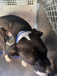 Shelter Stray Female Dog last seen Crockett, Caddo Parish, LA, 1500 Monty St, Shreveport, LA 71107, USA