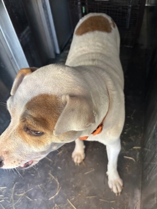 Shelter Stray Female Dog last seen Crockett, Caddo Parish, LA, 1500 Monty St, Shreveport, LA 71107, USA