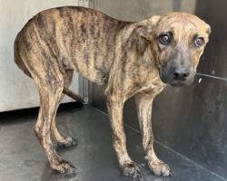 Shelter Stray Male Dog last seen Ashton St., Caddo Parish, LA, 1500 Monty St, Shreveport, LA 71107, USA