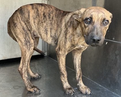 Shelter Stray Male Dog last seen Ashton St., Caddo Parish, LA, 1500 Monty St, Shreveport, LA 71107, USA