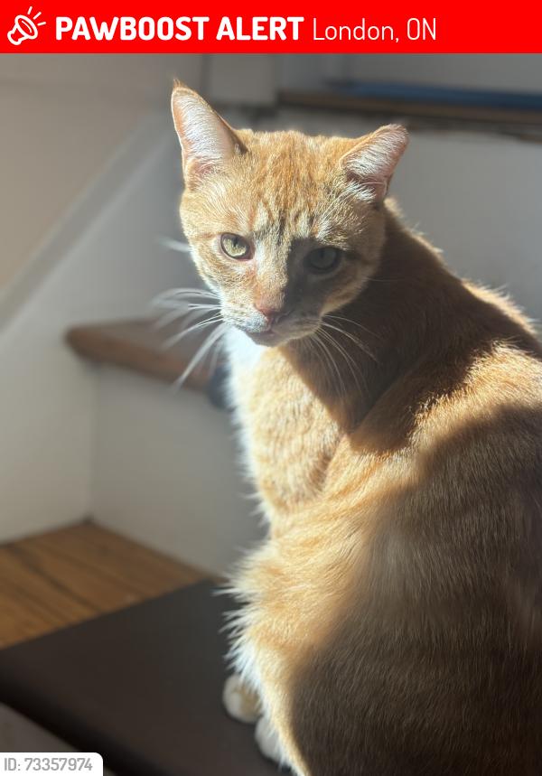 Lost Male Cat last seen Trafalgar street, Dundas street and veterans, London, ON 