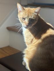 Lost Male Cat last seen Trafalgar street, Dundas street and veterans, London, ON 