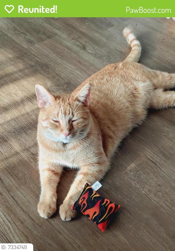 Reunited Male Cat last seen Mt. Hope and Lyons, Lansing, MI 48910