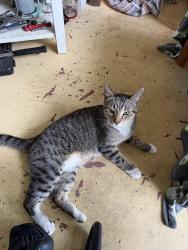 Found/Stray Unknown Cat last seen Indian River drive and Easter ave, Fort Pierce, FL 34950