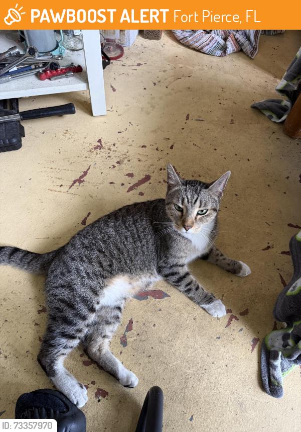 Found/Stray Unknown Cat last seen Indian River drive and Easter ave, Fort Pierce, FL 34950